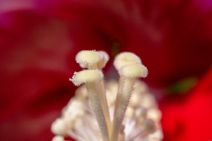 雄蕊照片