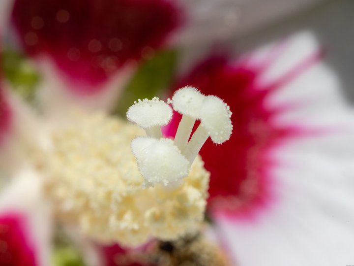 雄蕊照片